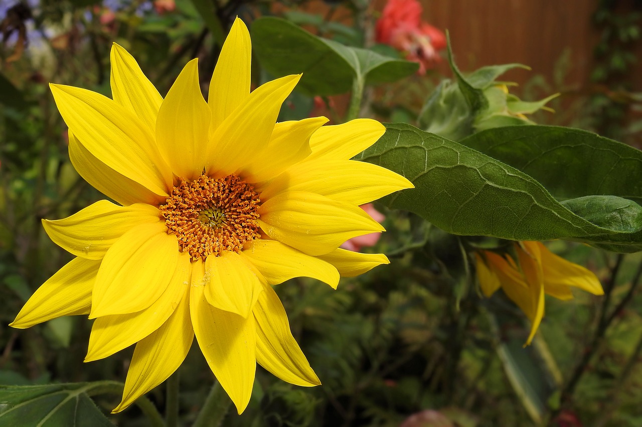 sun-flower-1586949_1280